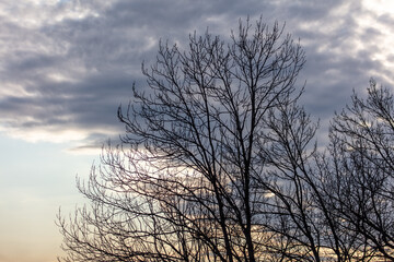 Silhouette of bare branches on a tree against the sky