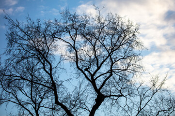 Silhouette of bare branches on a tree against the sky
