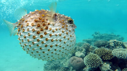 Fish hedgehog. Yellow-spotted cyclicht - grows up to 34 cm, feeds on crustaceans and molluscs. In...