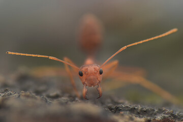 Aggresive red ant