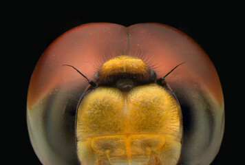 Facet on  the eyes dragonfly