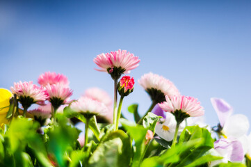 Stokrotki © Katarzyna