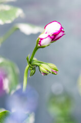 Pelargonia