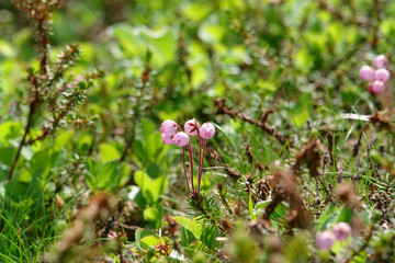 Flora of Kamchatka Peninsula: a tiny pink flowers of Phyllodoce Caerulea (blue heath, purple mountain heather or blue mountainheath), selective focus, natural colorful blurred background, copy space