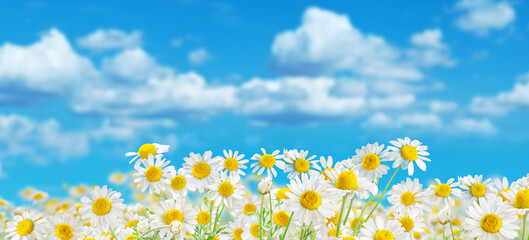 Field of blooming flower heads of chamomile close-up on blue sky background. © volff