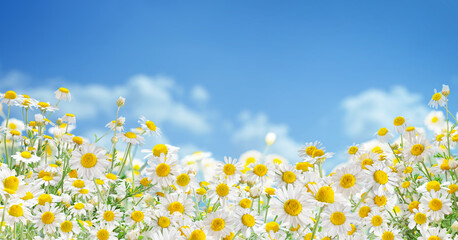 Field of blooming flower heads of chamomile close-up on blue sky background.