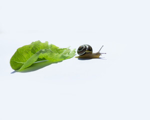 Ślimak © Katarzyna