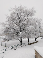tree in snow