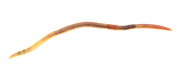 Earthworm on a white background.