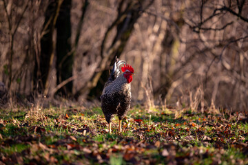 a motley rooster standing on the green grass near the forest. domestic bird at the farm