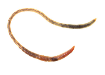 Earthworm on a white background.