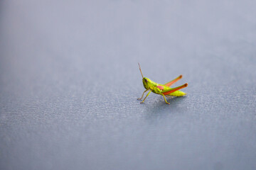 Konik polny © Katarzyna