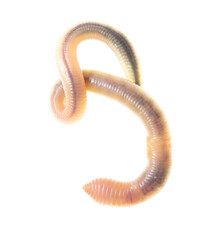 Earthworm on a white background.