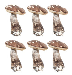 Boletus mushrooms isolated on white