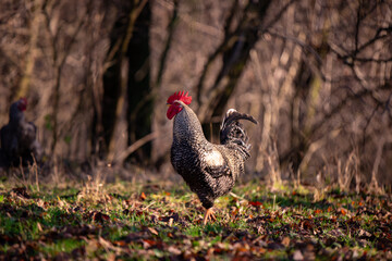 a motley rooster standing on the green grass near the forest. domestic bird at the farm