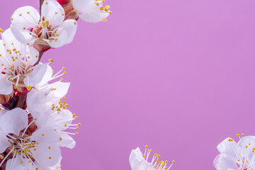 Blooming apricot branch on pink background. Symbol of life beginning and the awakening of nature.