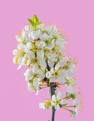 Blooming plum branch on pink background.  Symbol of life beginning and the awakening of nature.
