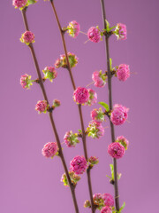 Blooming Amygdalus Triloba branch on pink background.  Symbol of life beginning and the awakening of nature.