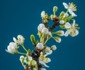 Blooming plum branch on blue background.  Symbol of life beginning and the awakening of nature.