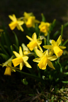 รูปภาพNarcisseae เลือกดูภาพถ่ายสต็อก เวกเตอร์ และวิดีโอ193 Adobe Stock