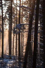 Selective focus photo. Morning sunshine behind trees in forest. Winter landscape.