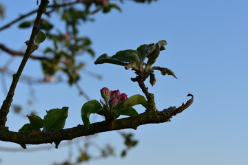 Blüten, Blumen, Bäume
