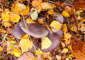 Oyster mushrooms grow in yellow foliage in autumn.