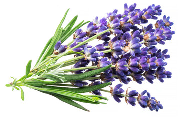 Bunch of lavandula or lavender flowers on white background.