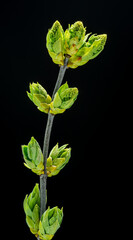 New small green leaves and panicles  of Syringa or lilac plant on black background.