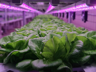 Vegetables are growing in indoor farm(vertical farm). © Yein Jeon/Wirestock
