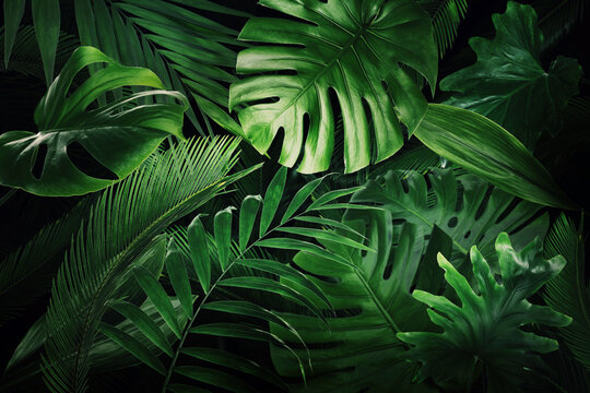 Many bright green tropical leaves as background © New Africa