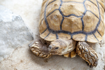ケヅメリクガメのポートレート