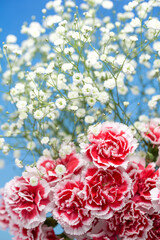 カーネーションの花