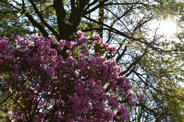 Blüten, Blumen, Bäume