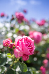 バラの花　屋外撮影