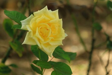Soft focus of beautiful yellow rose with green leaves. Nature, flower and Valentine's day concept.