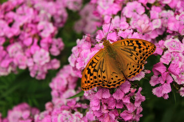 Beautiful butterfly on carnation flowers.