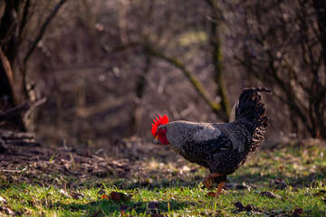 a motley rooster standing on the green grass near the forest. domestic bird at the farm