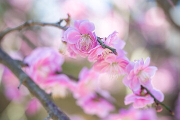 紅梅　初春イメージ