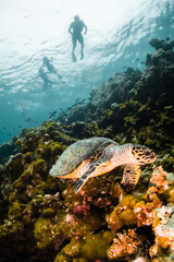 Obraz premium Turtle swimming among coral reef with people observing from above