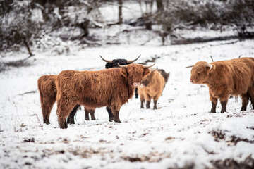Highland Rinder