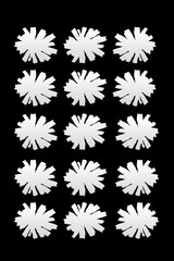Gruppo di margherite bianche in fila e appaiate con sfondo nero