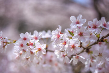 桜の花　春のイメージ