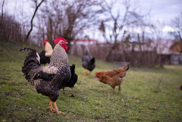 a motley rooster sitting with hens in the garden nibbling green grass. chickens at the farm in the nature at the village