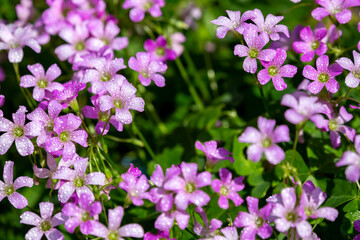 ムラサキカタバミの花