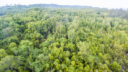 Fototapeta na wymiar aerial view of mangrove forest at Sabah Borneo, Malaysia.