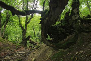Very old trees in the forest.