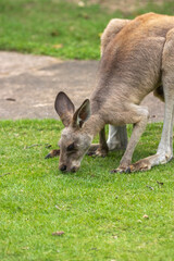 Fototapeta premium カンガルーのポートレート