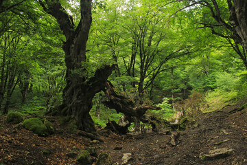 Fototapeta premium Very old trees in the forest.