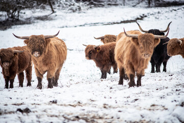 Highland Rinder